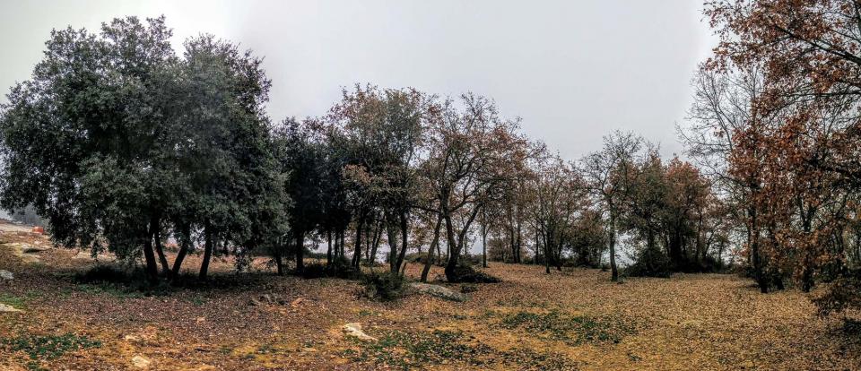 20 de Desembre de 2015 bosquet a mas Vilella  Vallferosa -  Ramon Sunyer