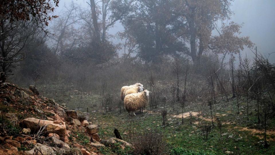 20 de Desembre de 2015 ovelles  Llanera -  Ramon Sunyer