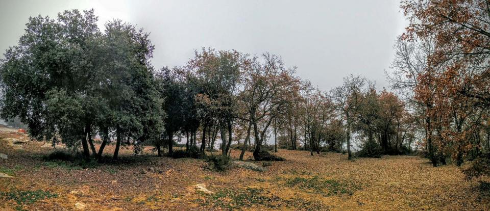 20 de Desembre de 2015 Bosquet d'alzines a la Vilella  Vallferosa -  Ramon Sunyer