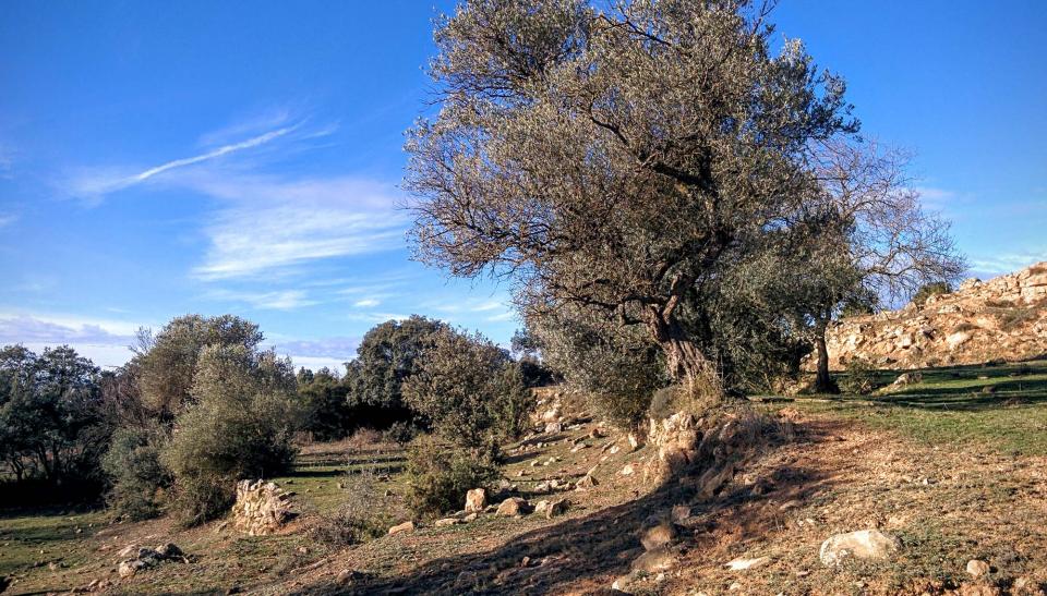 10 de Gener de 2016 velles oliveres  Vallferosa -  Ramon Sunyer