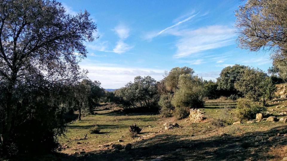 10 de Gener de 2016 velles oliveres  Vallferosa -  Ramon Sunyer