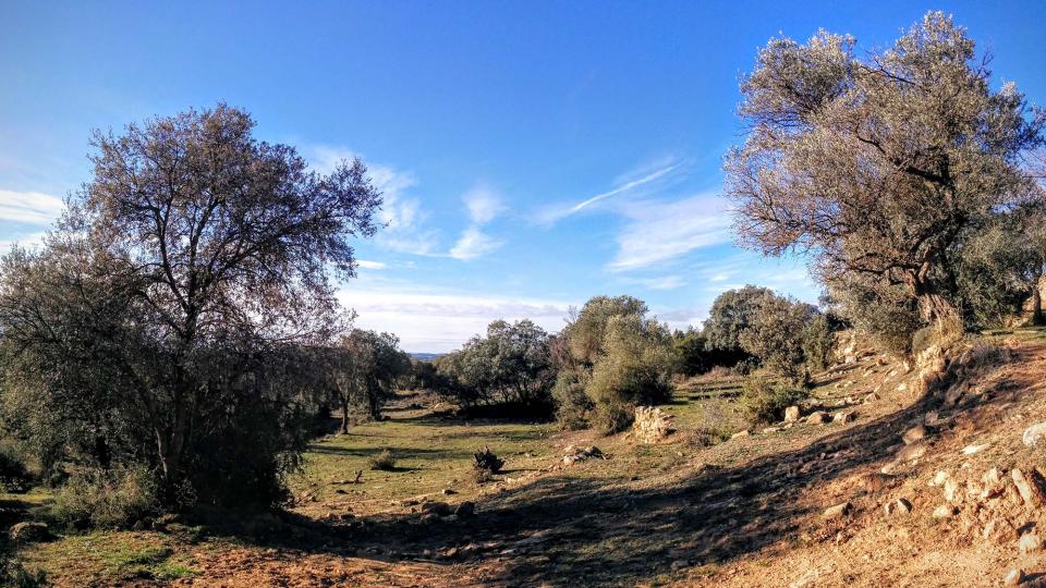 10 de Gener de 2016 velles oliveres  Vallferosa -  Ramon Sunyer