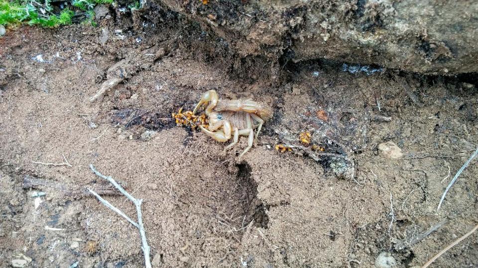 10 de Gener de 2016 estevat o escorpí  Vallferosa -  Ramon Sunyer