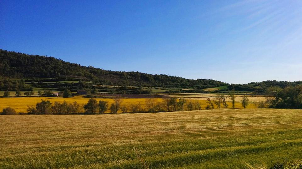 1 de Maig de 2016 Ordis que comencen a enrossir a les Valls  Torà -  Ramon Sunyer