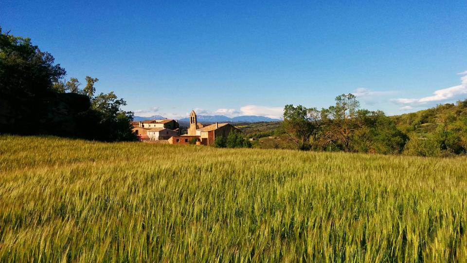 1 de Maig de 2016 Els ordis a Claret  Claret -  Ramon Sunyer