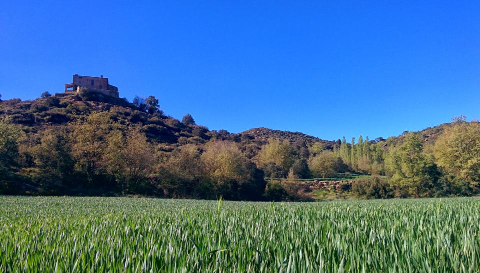 1 de Maig de 2016 Els verds dels blats a can Vila  Claret -  Ramon Sunyer