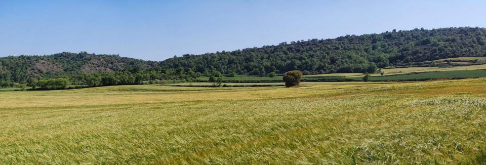 15 de Maig de 2016 torrovelles  Torà -  Ramon Sunyer