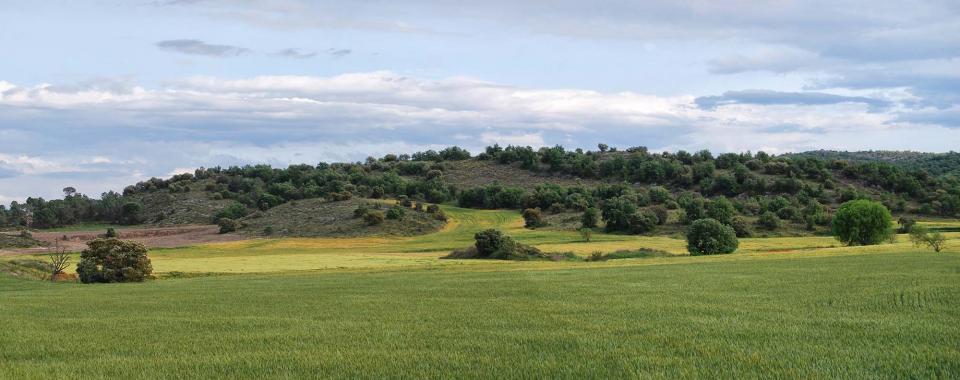 22 de Maig de 2016   Torà -  Ramon Sunyer