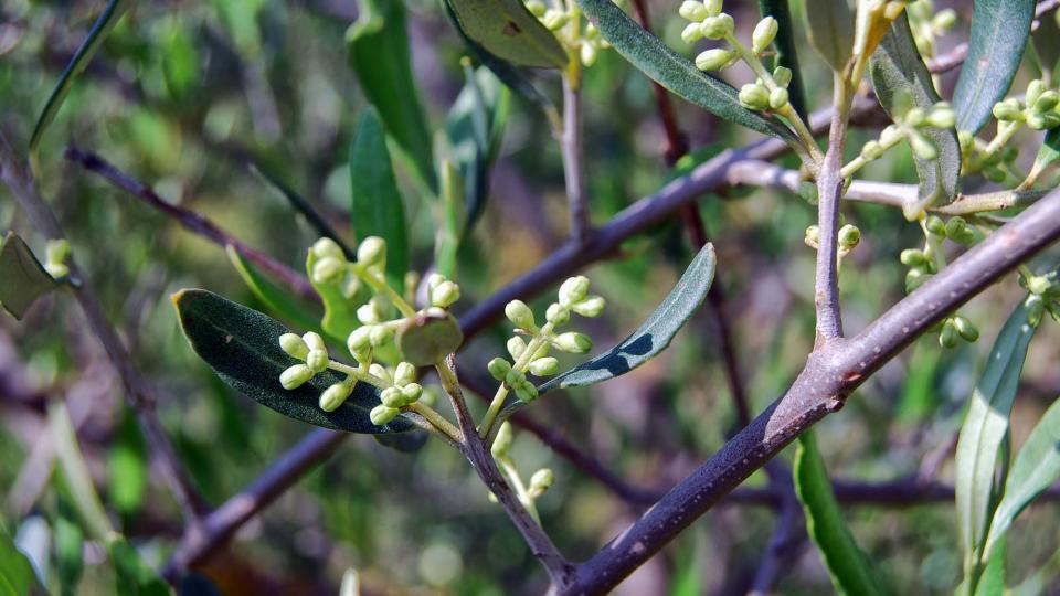 5 de Juny de 2016 olives  Torà -  Ramon Sunyer