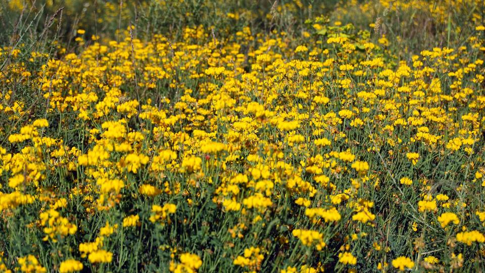 5 de Juny de 2016 flors  Torà -  Ramon Sunyer