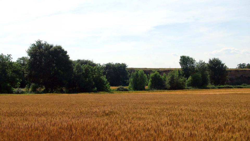 5 de Juny de 2016 camps  Torà -  Ramon Sunyer