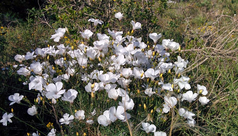 5 de Juny de 2016 flors  Torà -  Ramon Sunyer