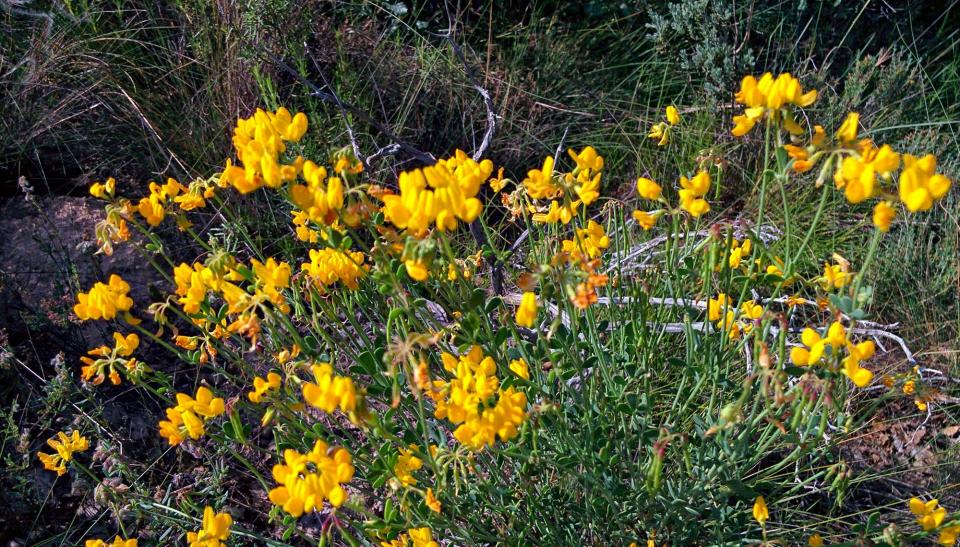 5 de Juny de 2016 flors  Torà -  Ramon Sunyer