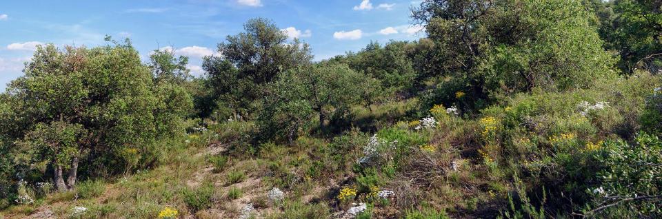 5 de Juny de 2016 bosc de guixera  Torà -  Ramon Sunyer