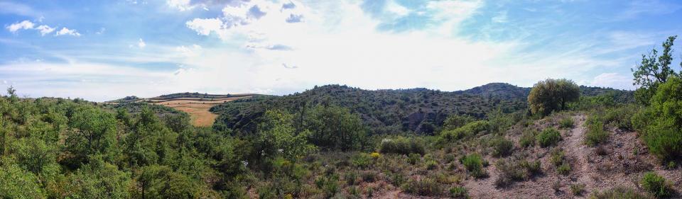 5 de Juny de 2016 bosc de guixera  Torà -  Ramon Sunyer