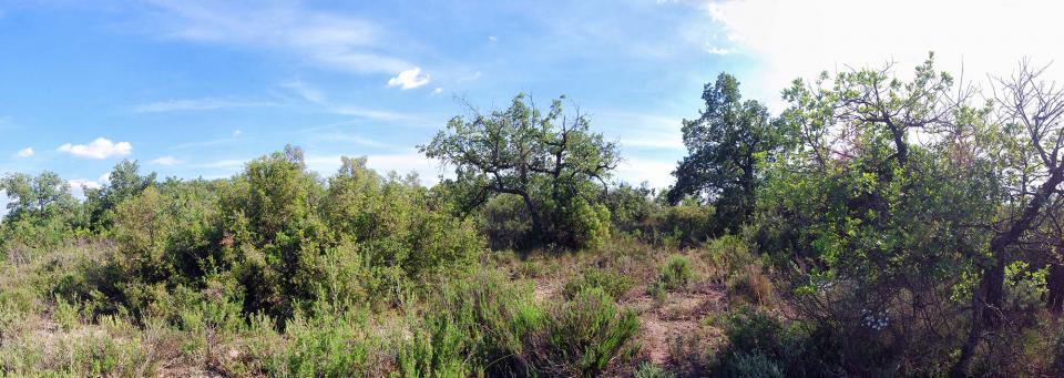 5 de Juny de 2016 bosc de guixera  Torà -  Ramon Sunyer