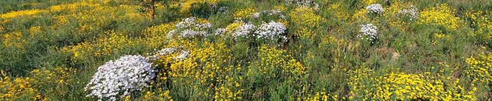 5 de Juny de 2016 flors  Torà -  Ramon Sunyer