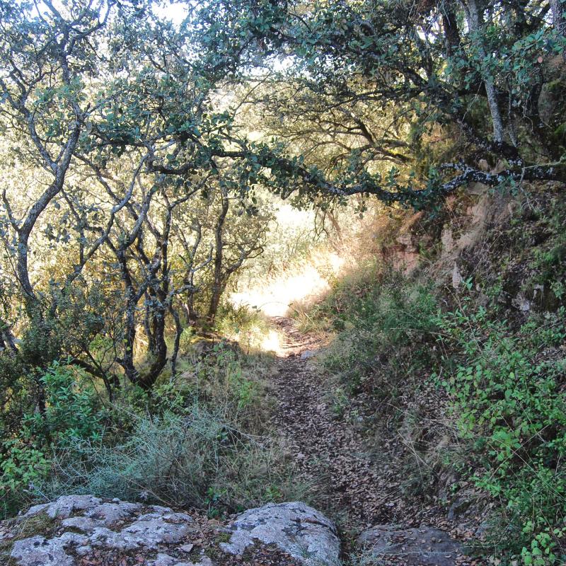 18 de Setembre de 2016 camí  Vallferosa -  Ramon Sunyer