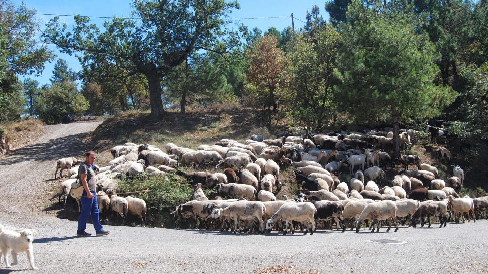 18 de Setembre de 2016 ramat d'ovelles  Llobera -  Ramon Sunyer