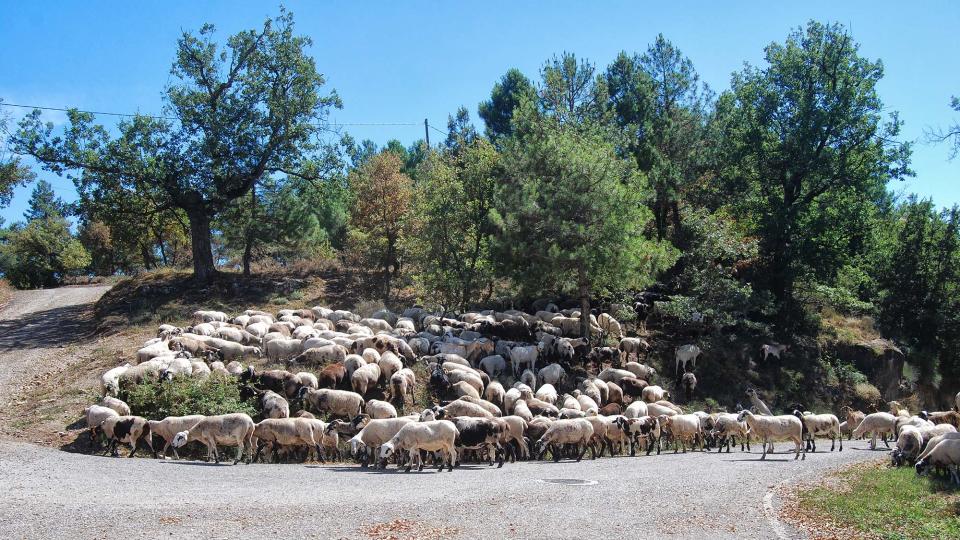 18 de Setembre de 2016 ramat d'ovelles  Llobera -  Ramon Sunyer