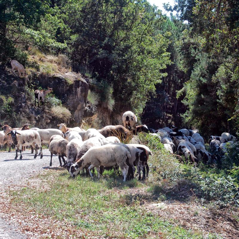 18 de Setembre de 2016 ramat d'ovelles  Llobera -  Ramon Sunyer