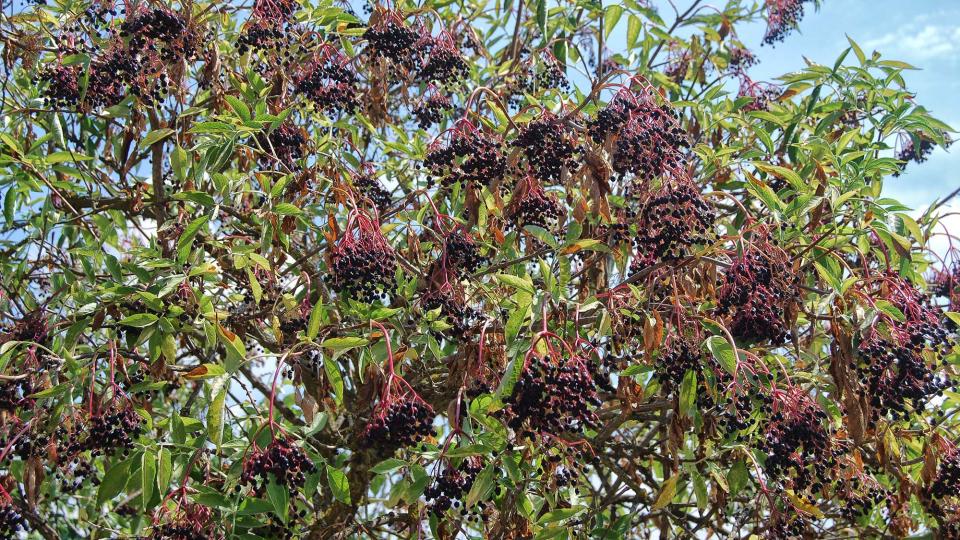 21 de Setembre de 2016 fruits de saüquer  Torà -  Ramon Sunyer