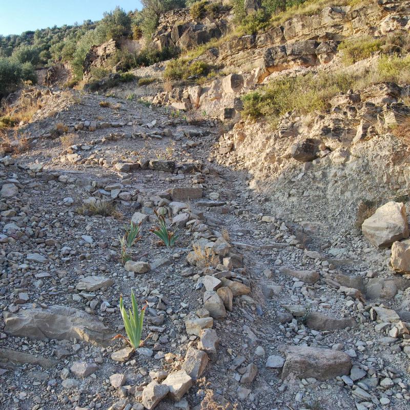 30.8.2016 camí vell  L'Aguda -  Ramon Sunyer