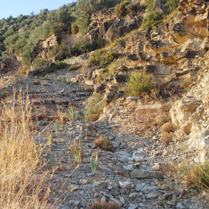 30.8.2016 camí vell  L'Aguda -  Ramon Sunyer