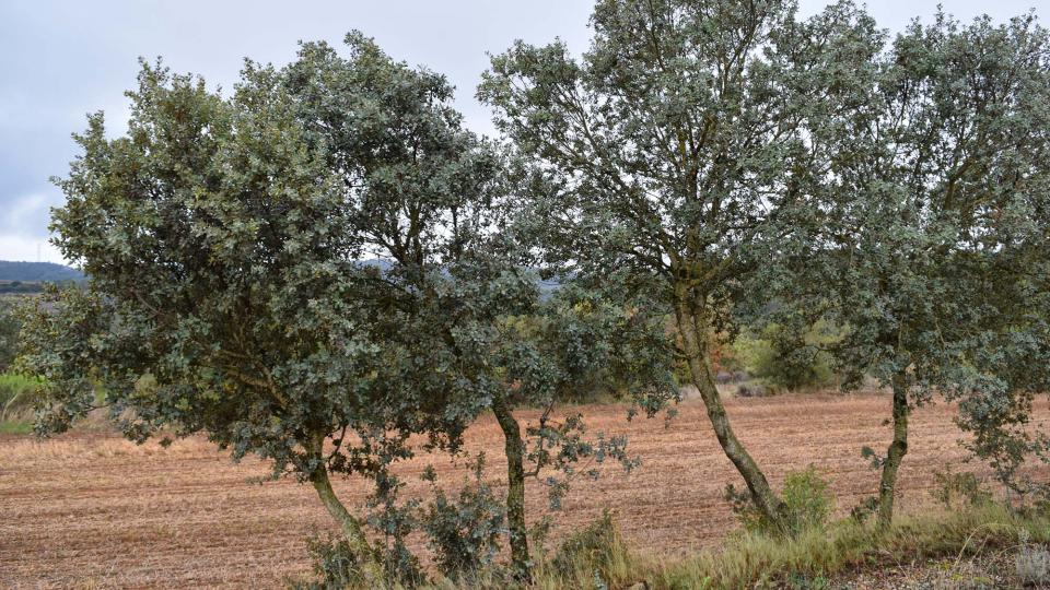 22 de Octubre de 2016 alzineres  Fontanet -  Ramon Sunyer