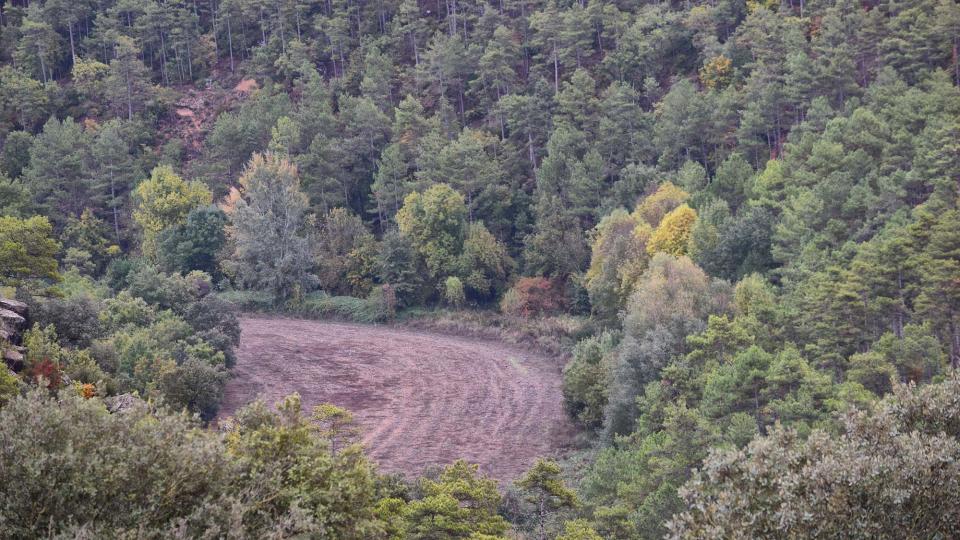 22 de Octubre de 2016 boscos  Fontanet -  Ramon Sunyer