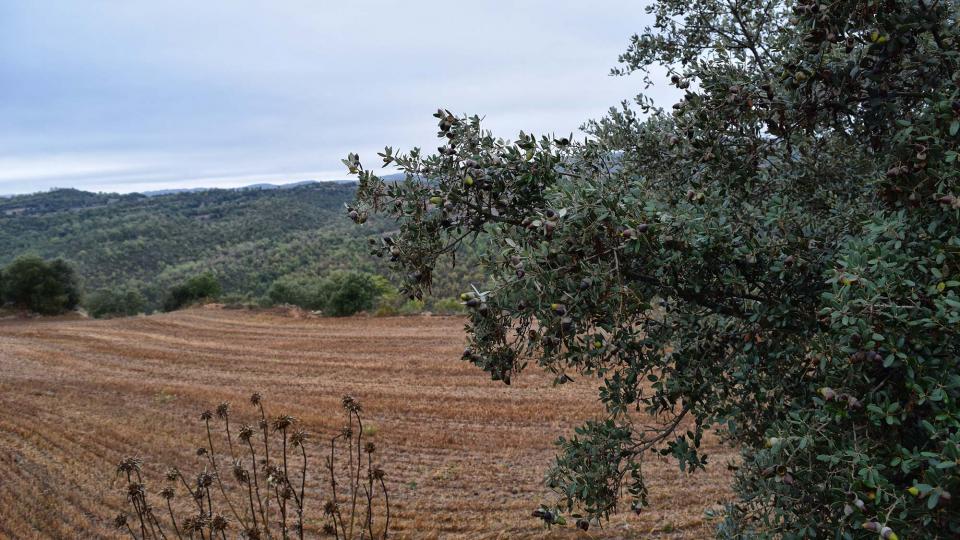 22 de Octubre de 2016 paisatge  Fontanet -  Ramon Sunyer