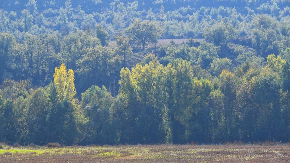 1 de Novembre de 2016 El Llobregós  Sanaüja -  Ramon Sunyer