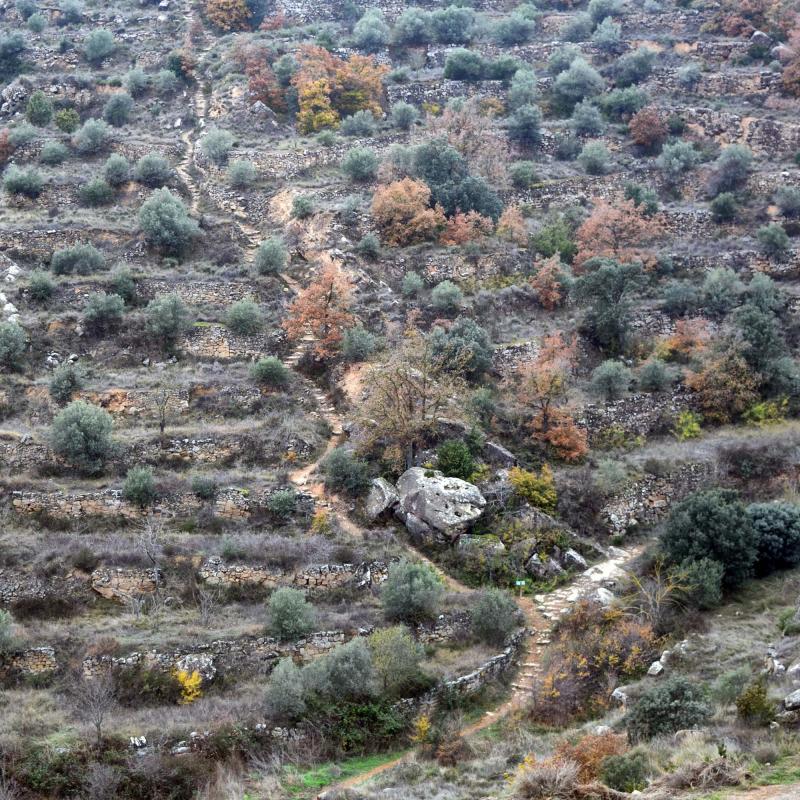 11 de Desembre de 2016 Camí dels Escots  Sanaüja -  Ramon Sunyer