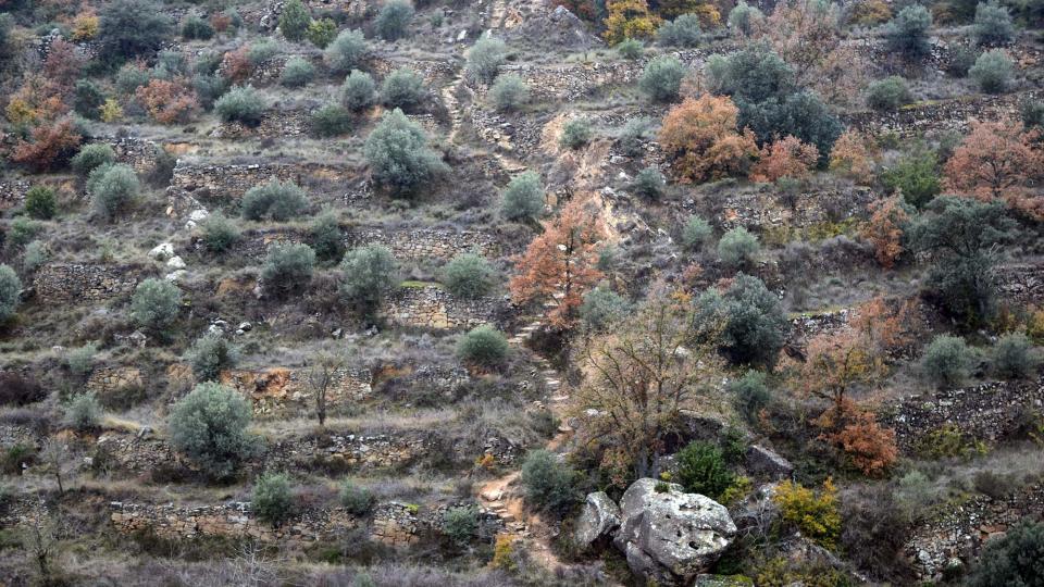 11 de Desembre de 2016 Camí dels Escots  Sanaüja -  Ramon Sunyer