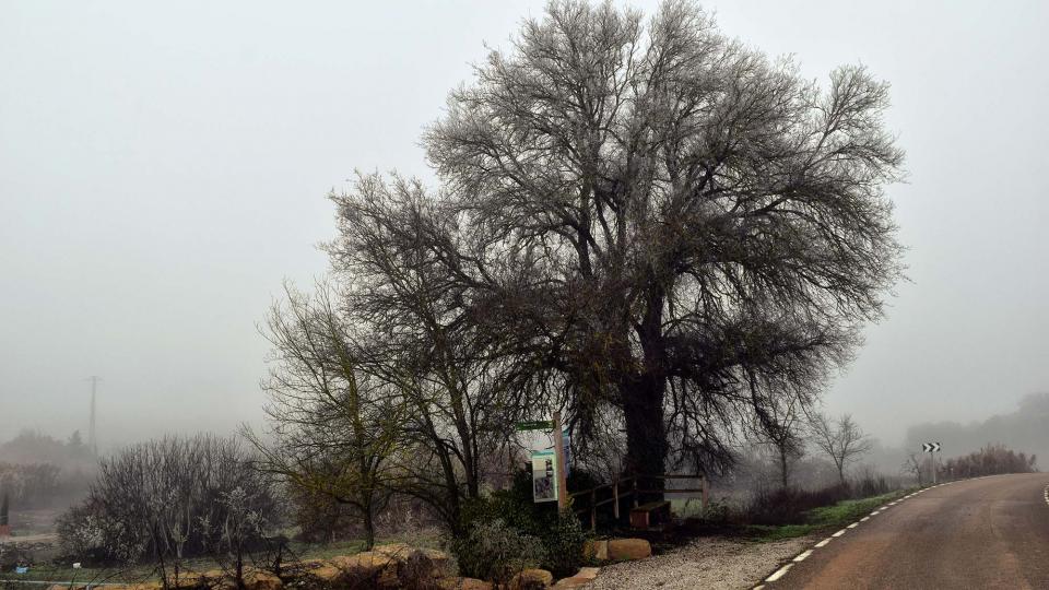 31 de Desembre de 2016 Font de la Puig  Massoteres -  Ramon Sunyer