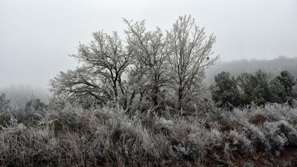 29.12.2016   Calonge de Segarra -  Ramon Sunyer