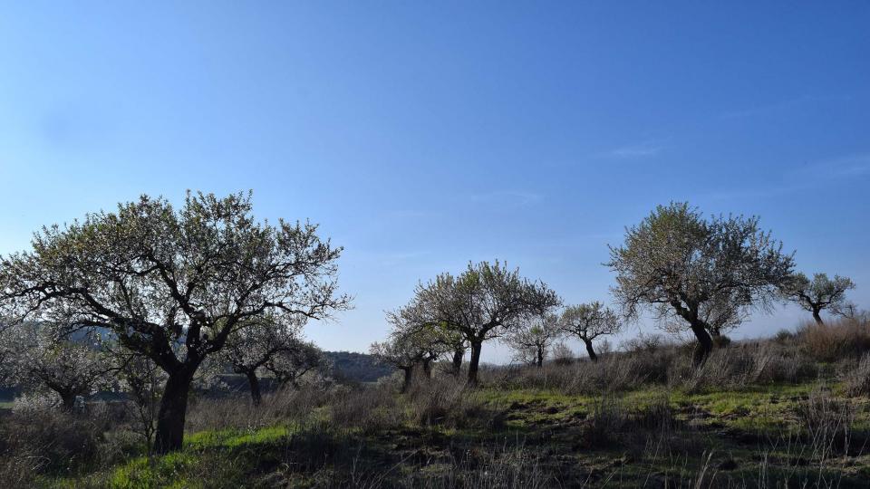 19 de Març de 2017   Torà -  Ramon Sunyer