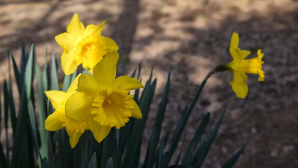 18 de Març de 2017 Narcisos  Puigredon -  Ramon Sunyer