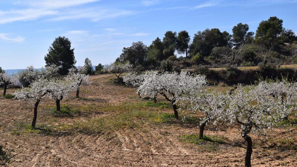 12 de Març de 2017 ametllers florits  L'Aguda -  Ramon Sunyer