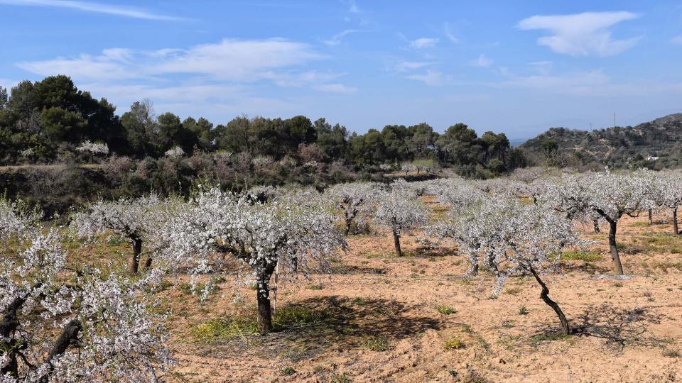 12 de Març de 2017 ametllers florits  L'Aguda -  Ramon Sunyer