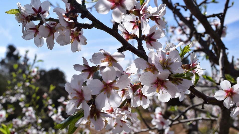 12 de Març de 2017 ametllers florits  L'Aguda -  Ramon Sunyer