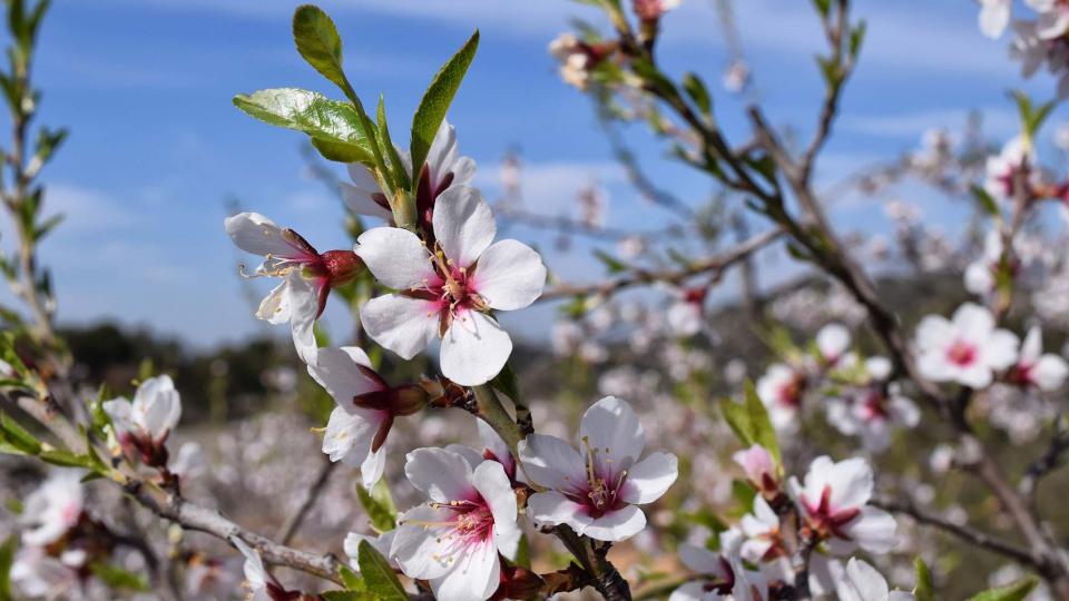 12 de Març de 2017 ametllers florits  L'Aguda -  Ramon Sunyer