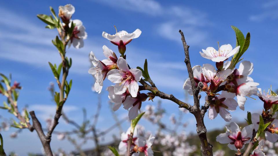 12 de Març de 2017 ametllers florits  L'Aguda -  Ramon Sunyer