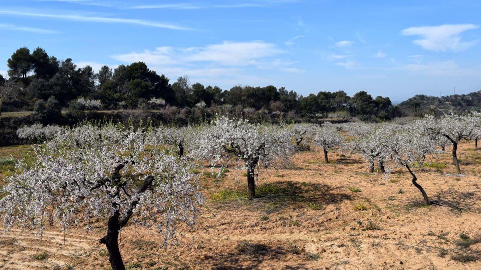 12 de Març de 2017 ametllers florits  L'Aguda -  Ramon Sunyer