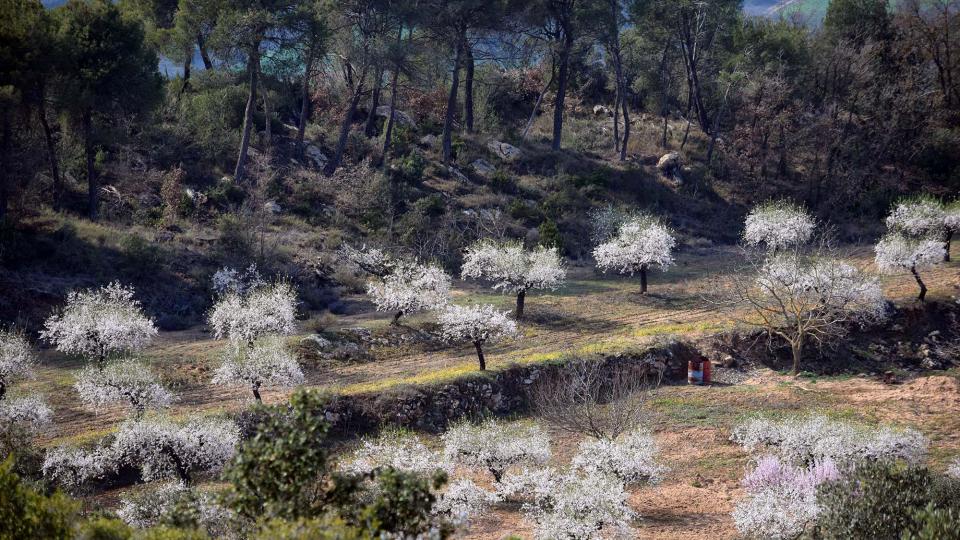 12 de Març de 2017 ametllers florits  L'Aguda -  Ramon Sunyer