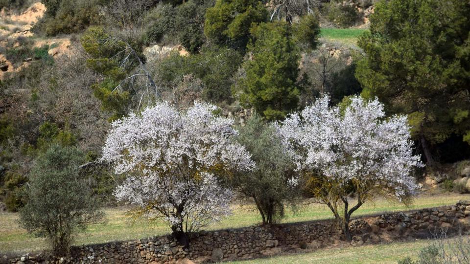 12 de Març de 2017 ametllers florits  L'Aguda -  Ramon Sunyer