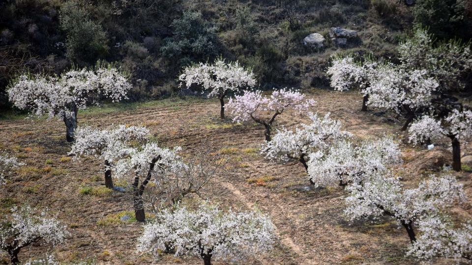 12 de Març de 2017 ametllers florits  L'Aguda -  Ramon Sunyer