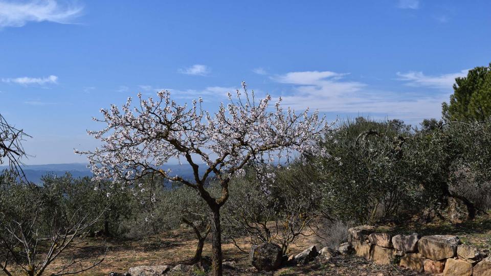 12 de Març de 2017 olivers  L'Aguda -  Ramon Sunyer