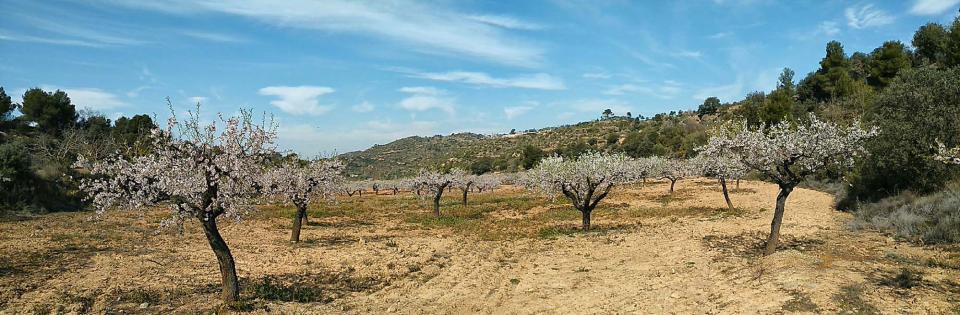 12 de Març de 2017 ametllers florits  L'Aguda -  Ramon Sunyer