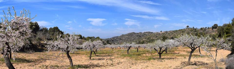 12 de Març de 2017 Ametllers florits  L'Aguda -  Ramon Sunyer